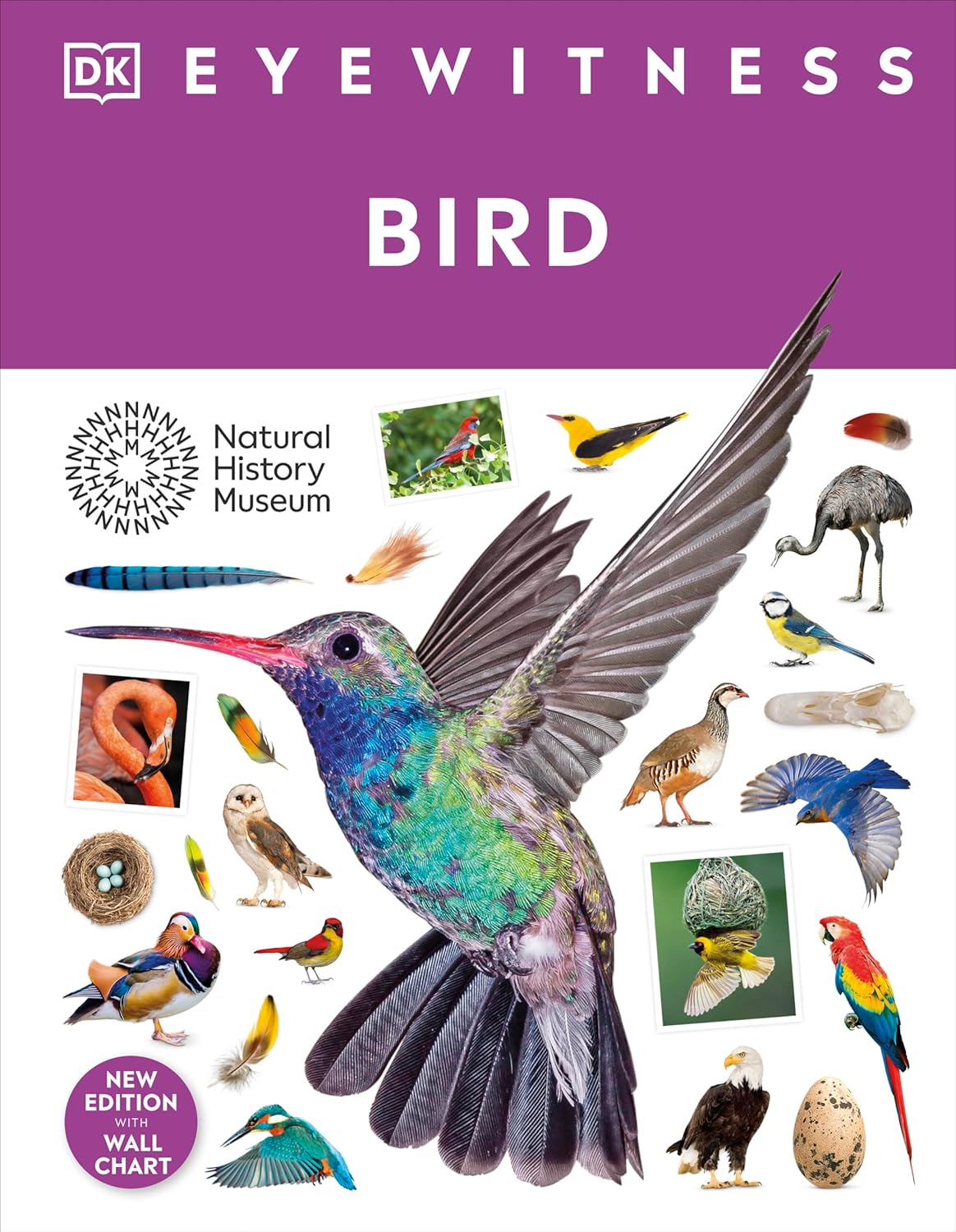 Bird: DK Eyewitness