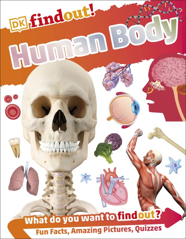 Human Body (DKfindout!)